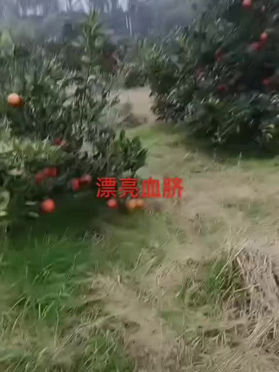 重庆市长寿湖血橙，味甜，皮薄肉厚无核糖份高