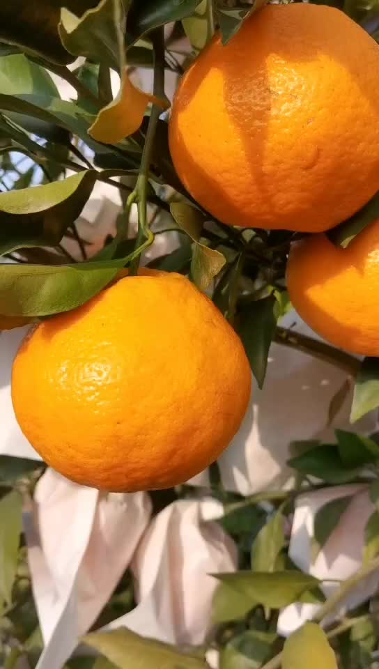柑橘粑粑柑俄柑丑柑