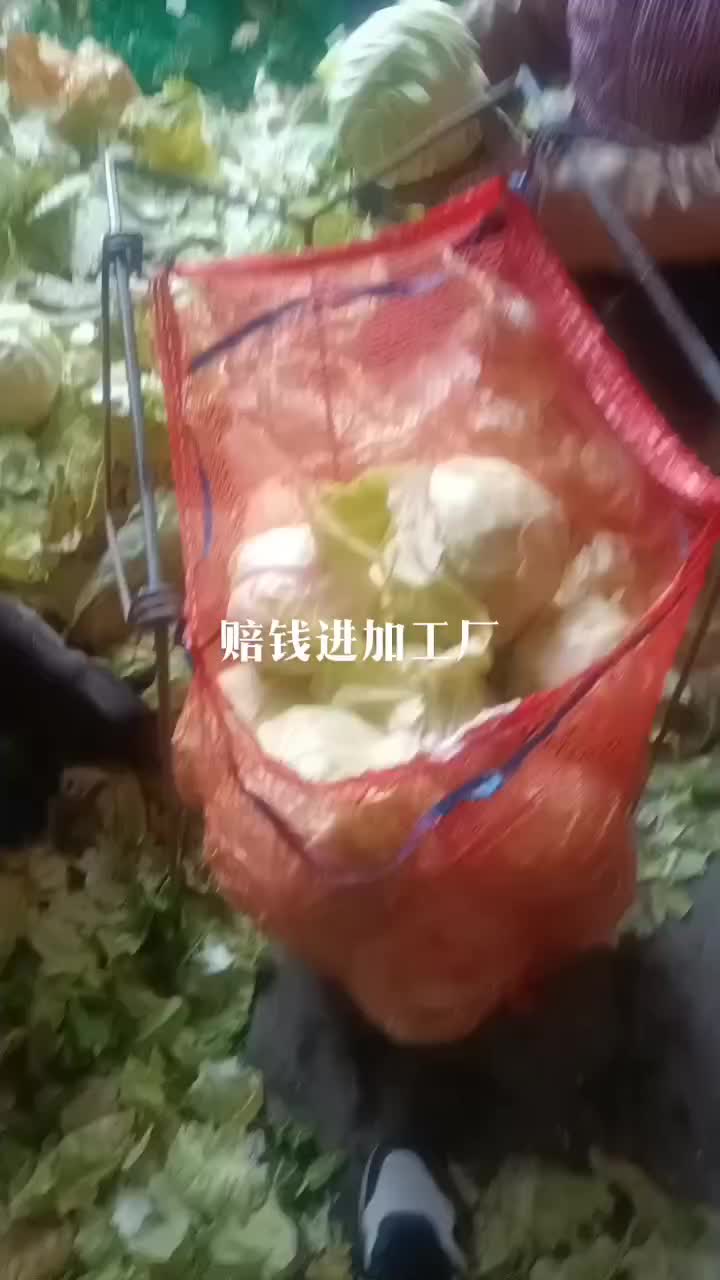 加工厂甘蓝有货，有需要的联系，价格不高，质量好，大量有货