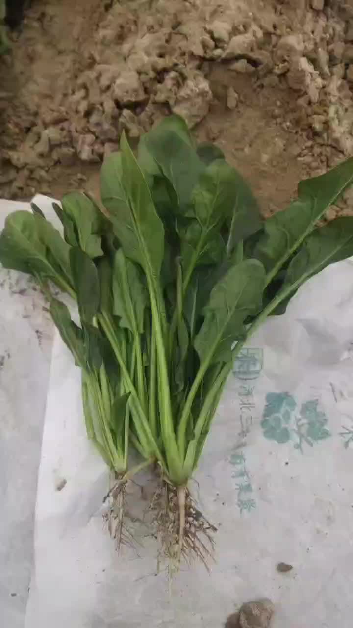 优质小叶菠菜