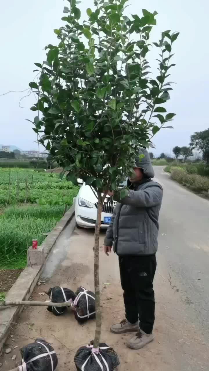 茶花树，处理一3公分