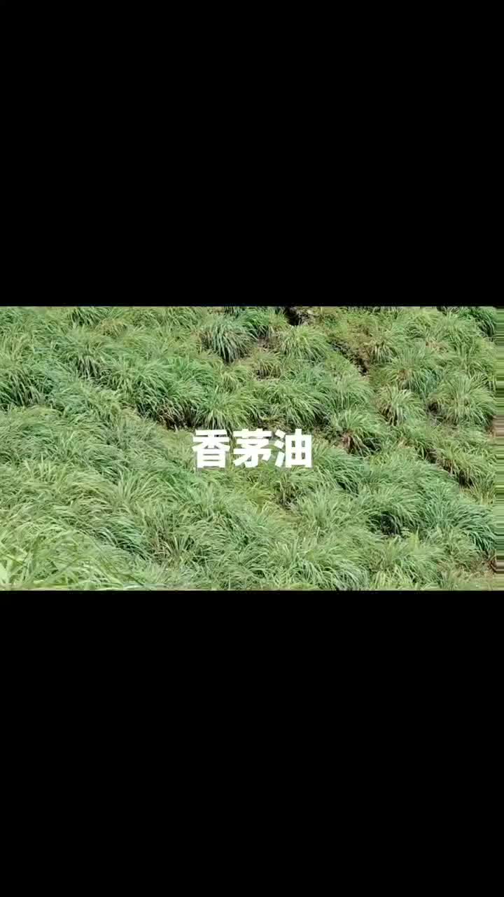 香茅草成品油