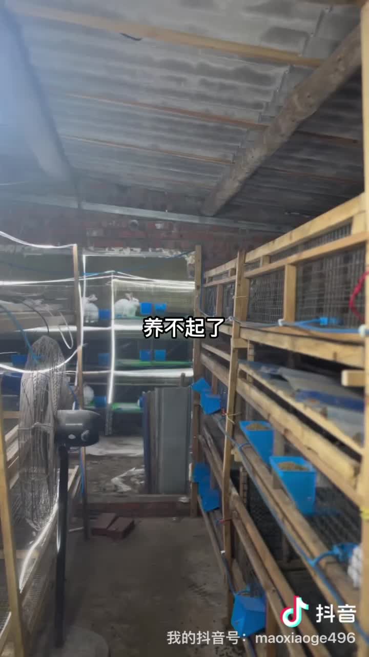 德阳养殖场活兔肉兔量大价格可谈