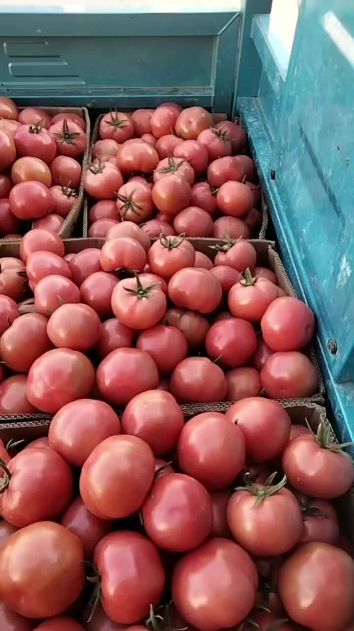 安徽普罗旺斯西红柿番茄对接市场商超电商一件代发等量大价优