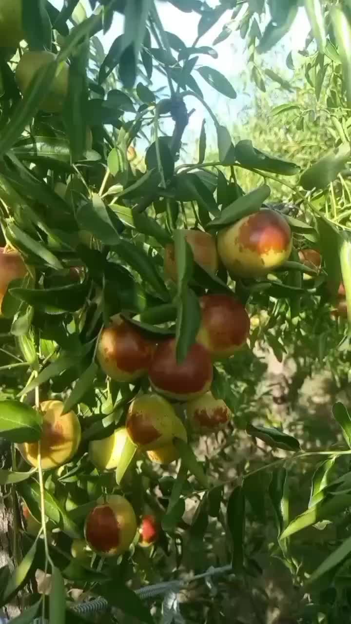 黄骅冬枣，大量货源，保质保量，