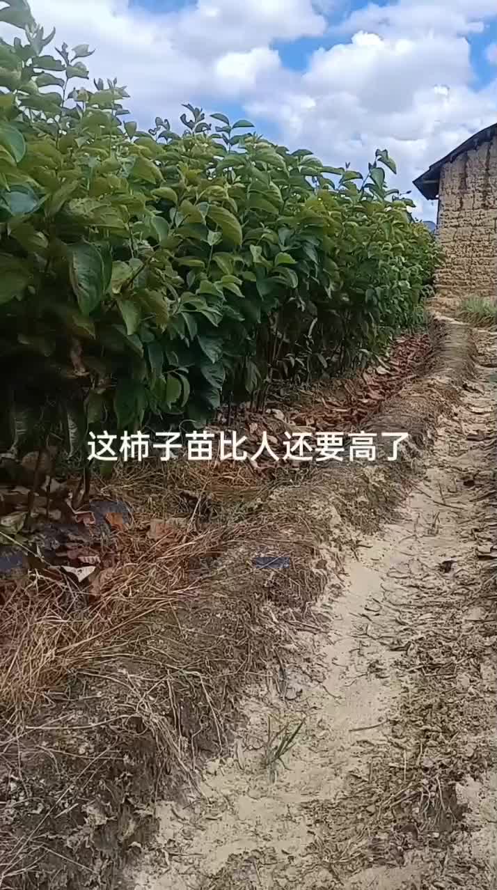 恭城月柿苗