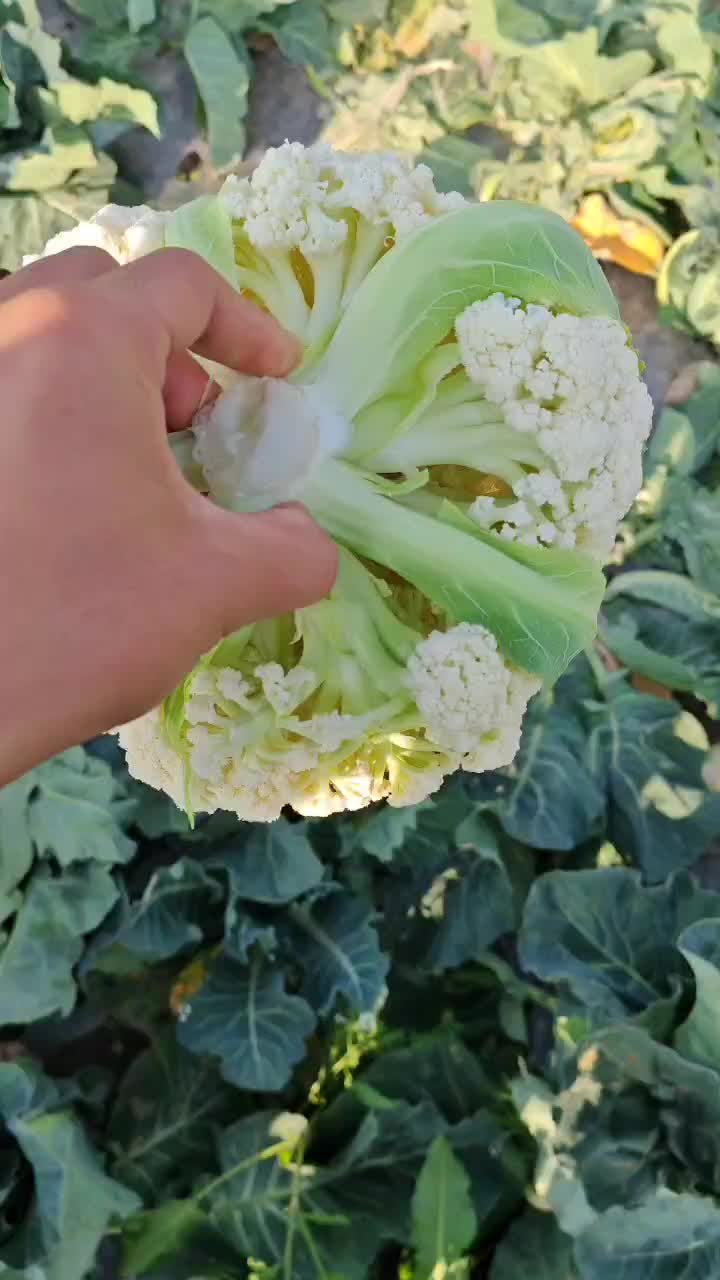 花菜全国代发，大量供应