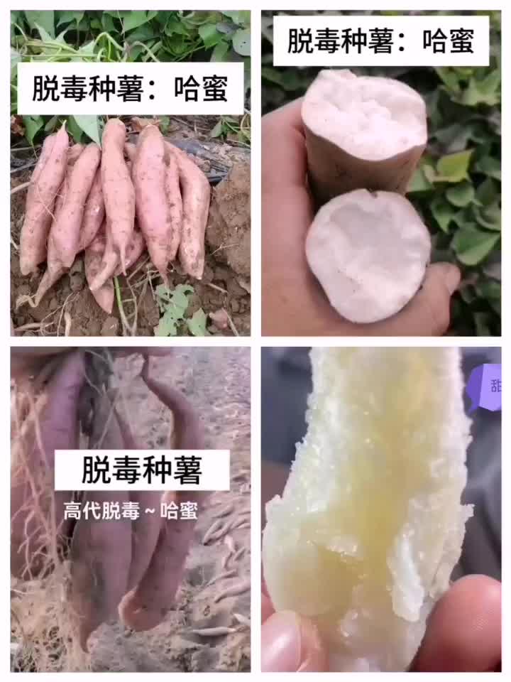 脱毒种薯：哈蜜！基地直发！保证品质！欢迎咨询订购！