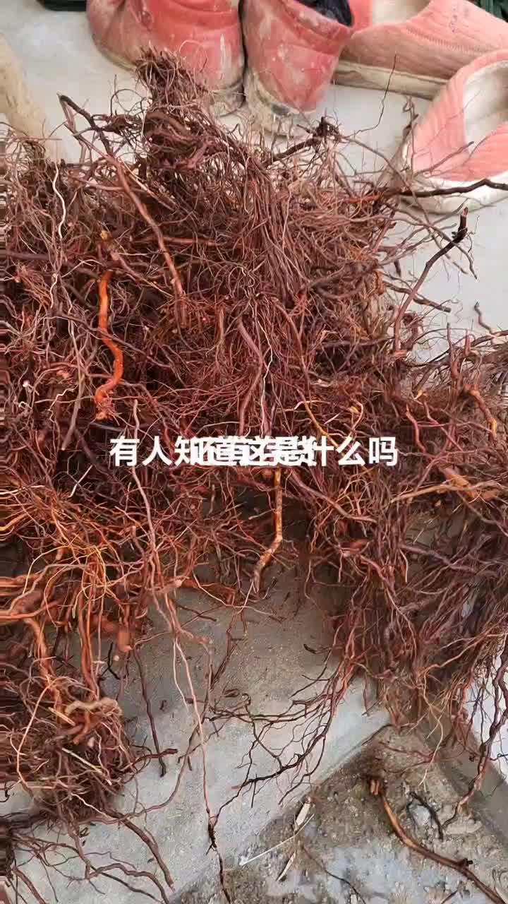 茜草