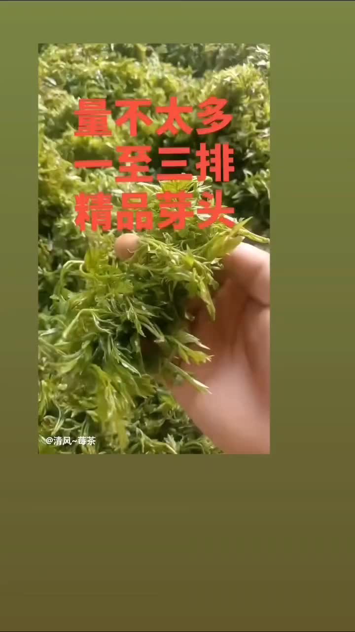 湖南湘西藤茶，自产自销批发，茶农，一手货源场地