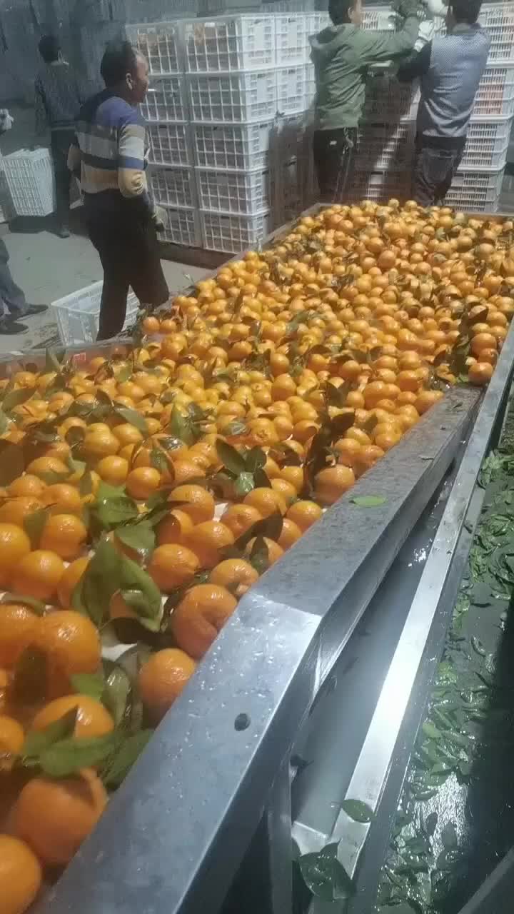 黄果柑