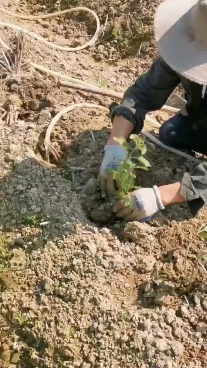 藿香苗种植时候开始了这位老板种植8亩广藿香有老板需要联系