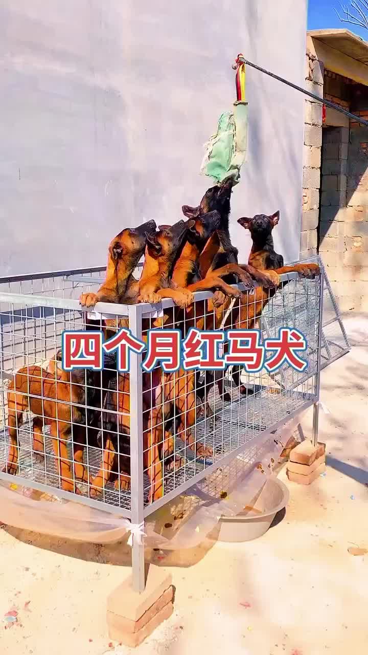 精品爆红马犬，看家护院，忠诚护卫