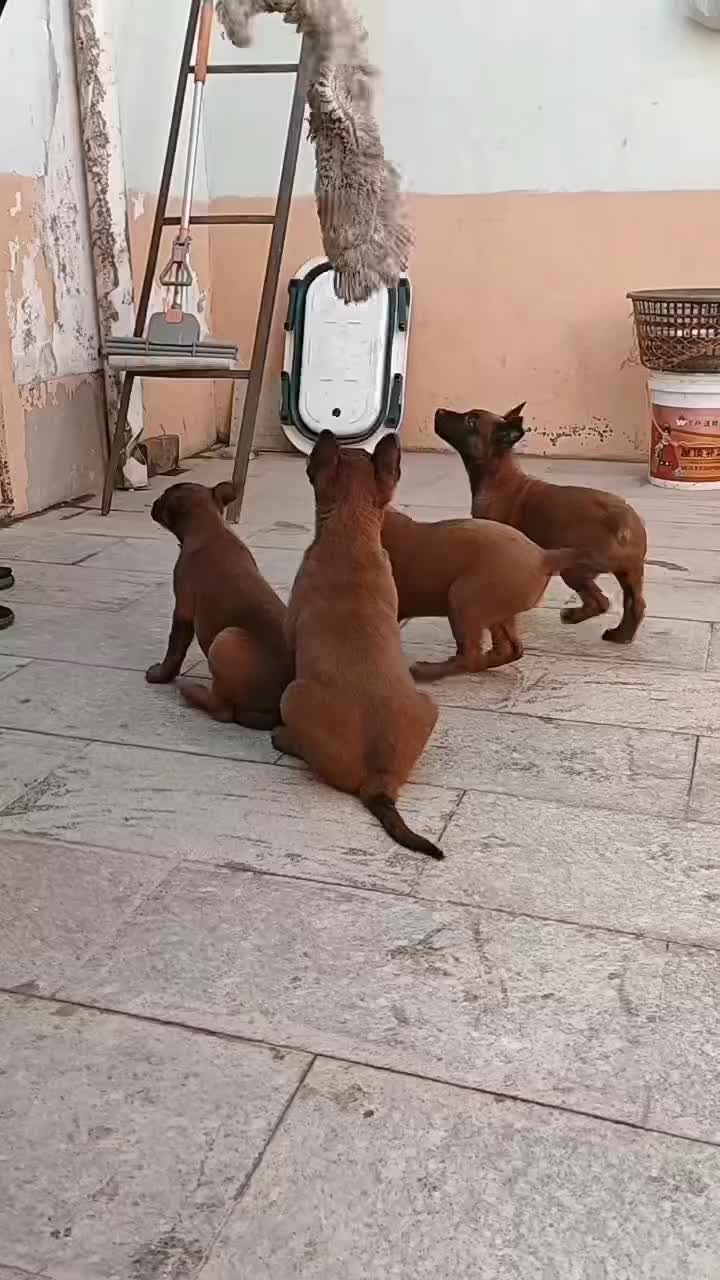 马犬看家护院放牧牛羊看家护院