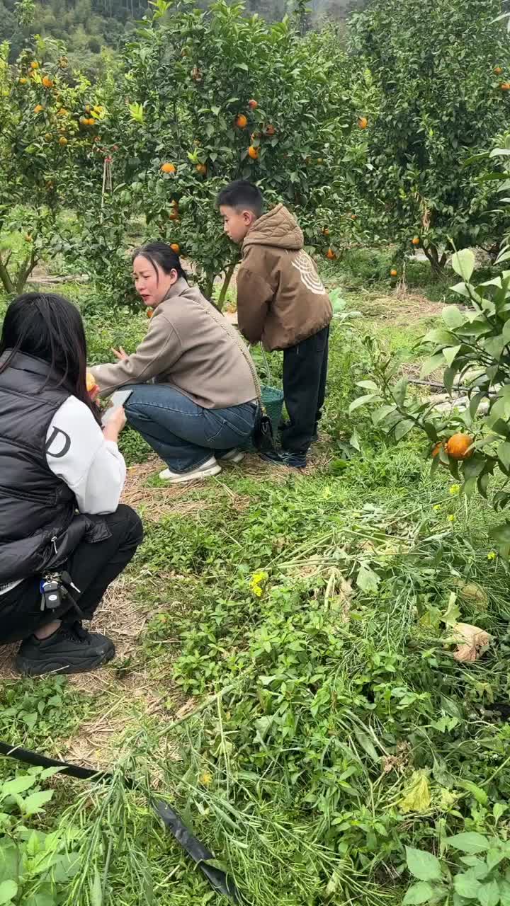 漳州长泰沃柑