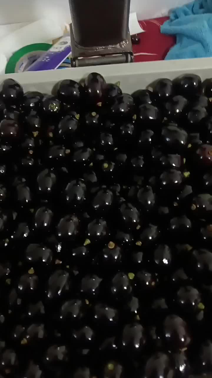 精品黑珍珠，树葡萄。