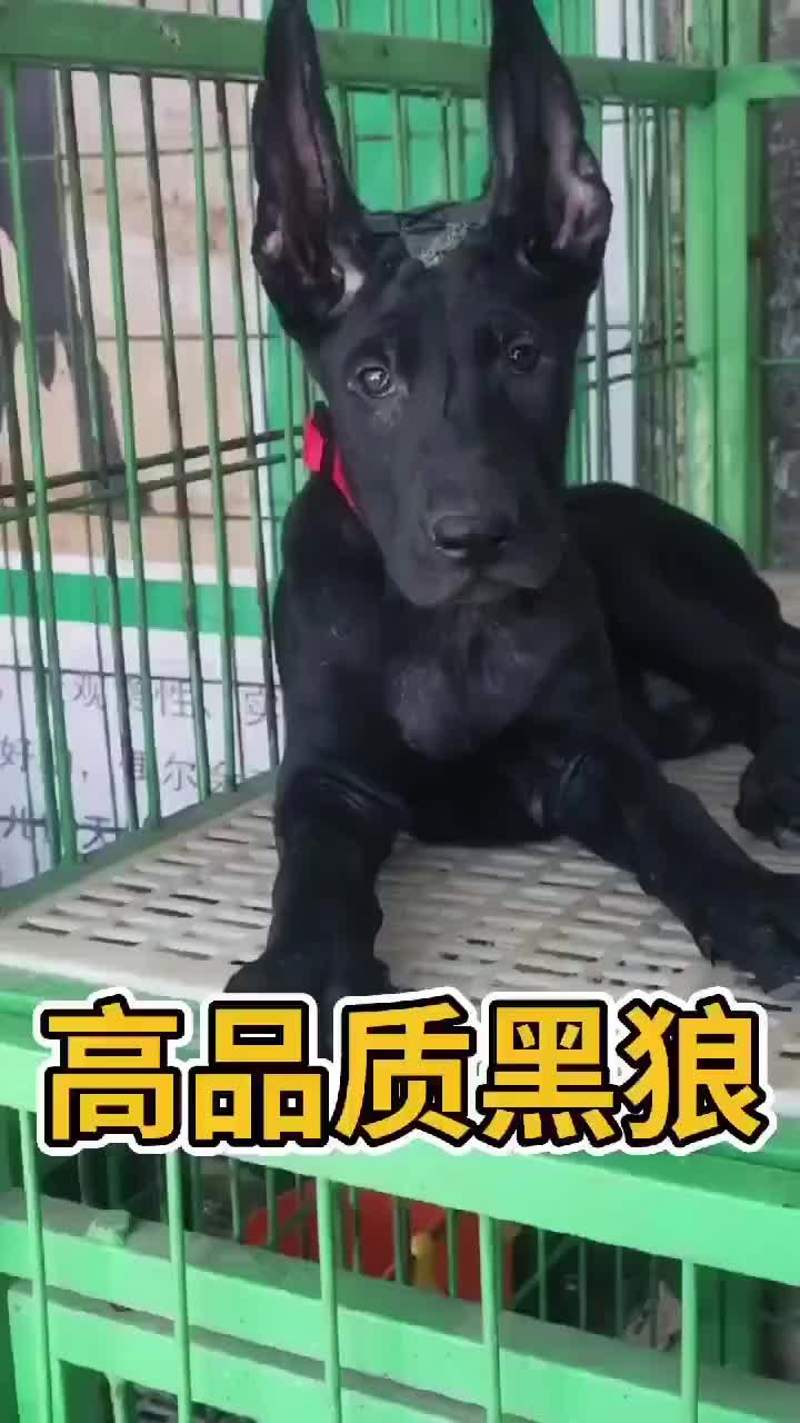 高品质黑狼犬大型犬幼犬