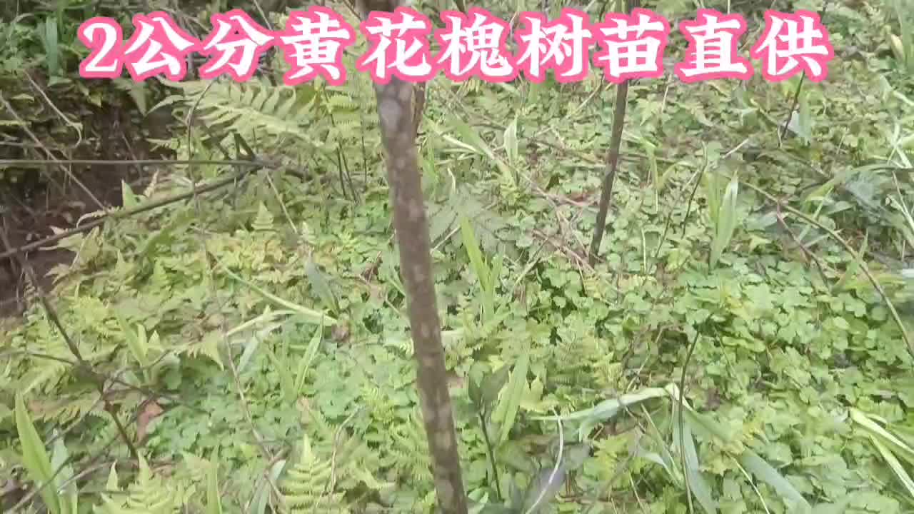 2公分黄花槐树苗基地常年大量批发供应