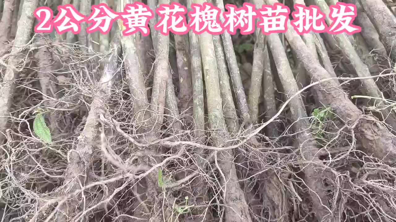 黄花槐2公分基地常年大量批发供应，货源充足手续齐全