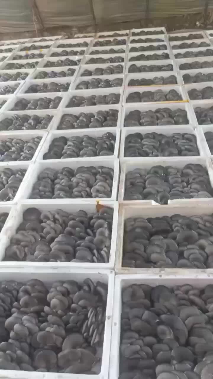精品黑平菇