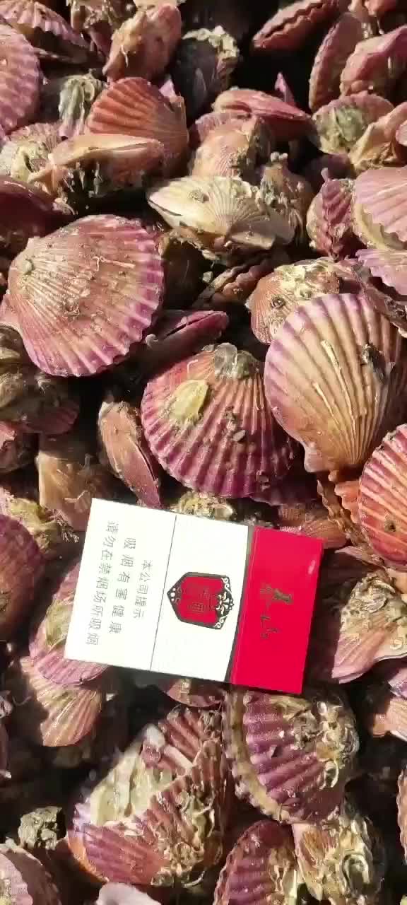 新鲜港湾贝小红贝