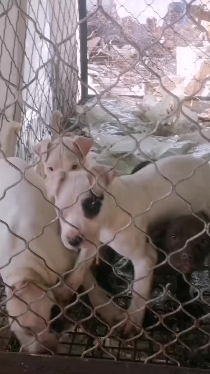 杜高犬野猪的克星