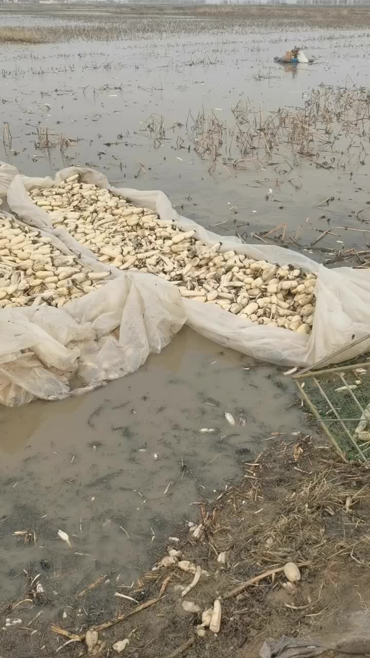 黄河入海口莲藕种植基地