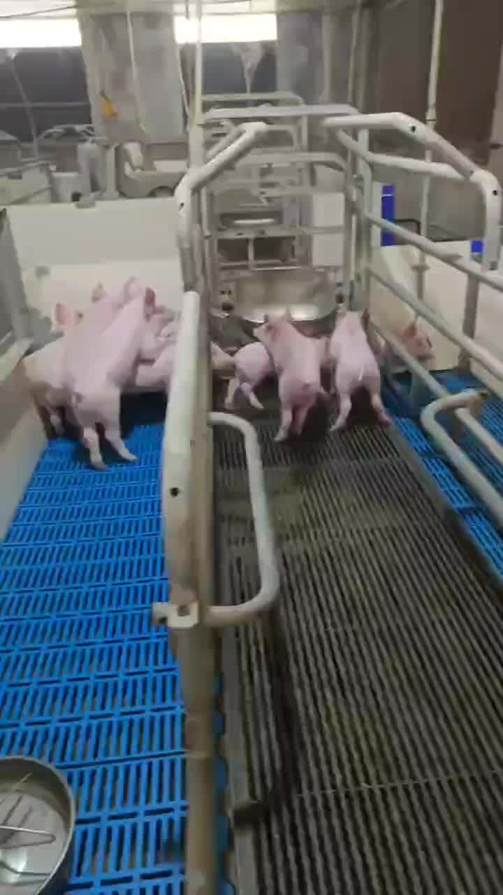 长期批发外三断奶苗保育猪