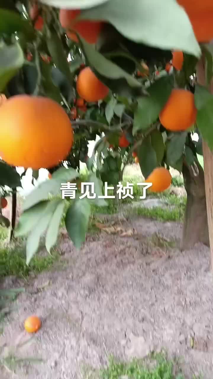 青见