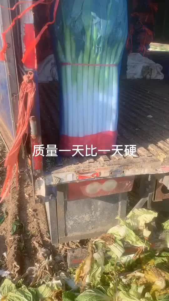 启东精品大葱