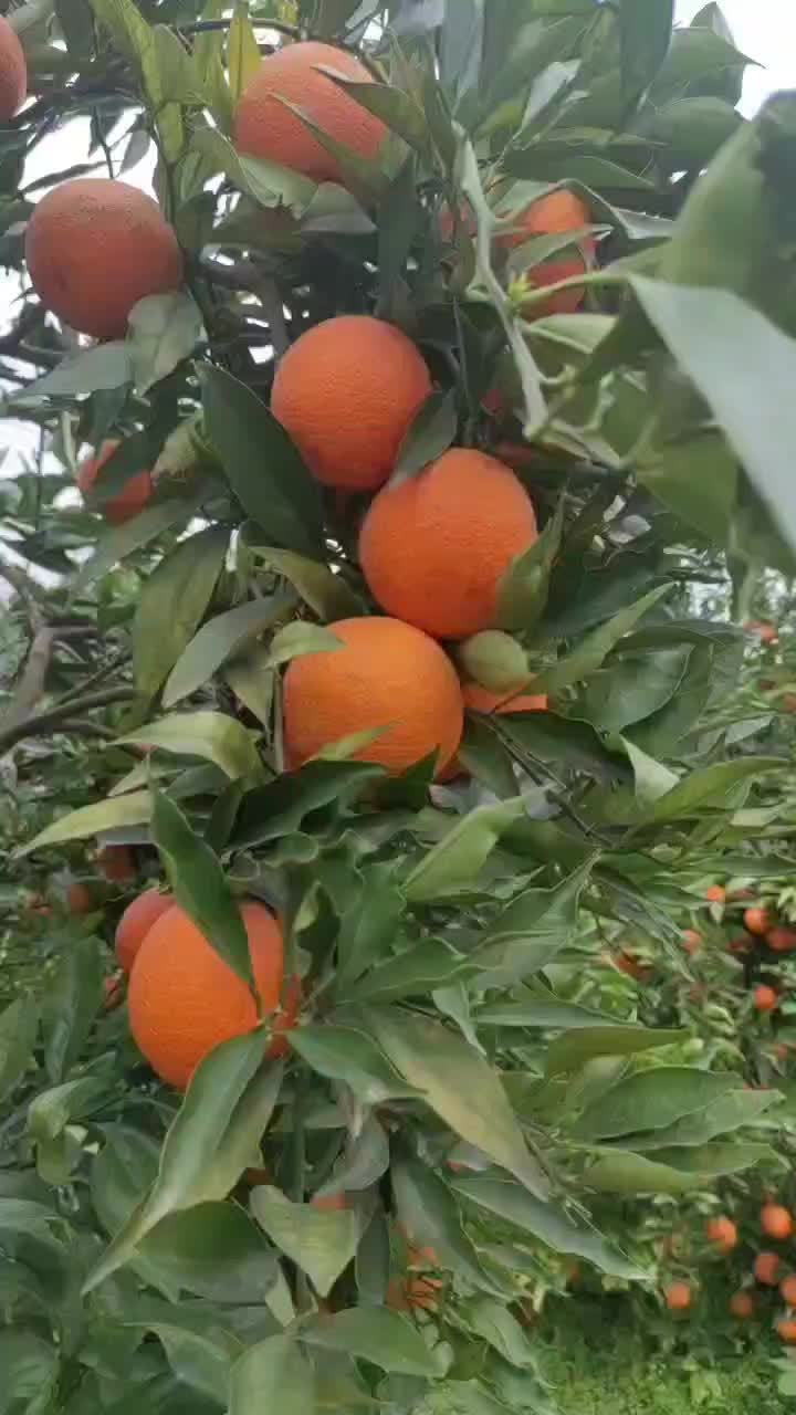 四川长叶香橙