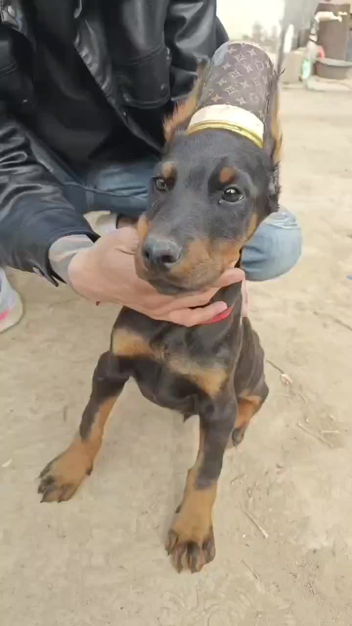 杜宾犬