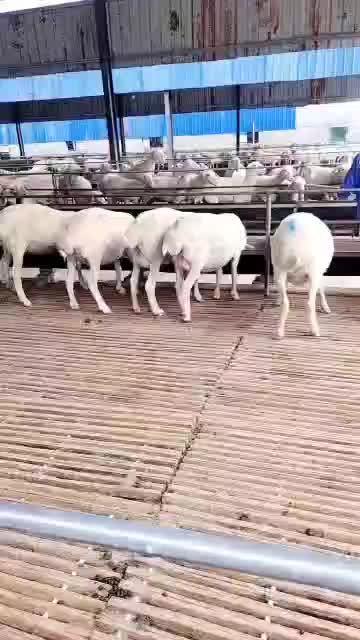 澳洲白羊