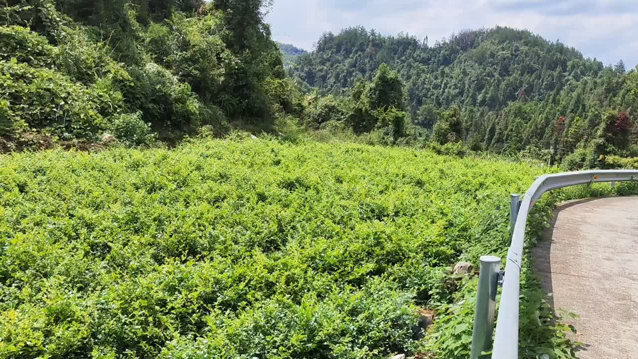 永顺莓茶