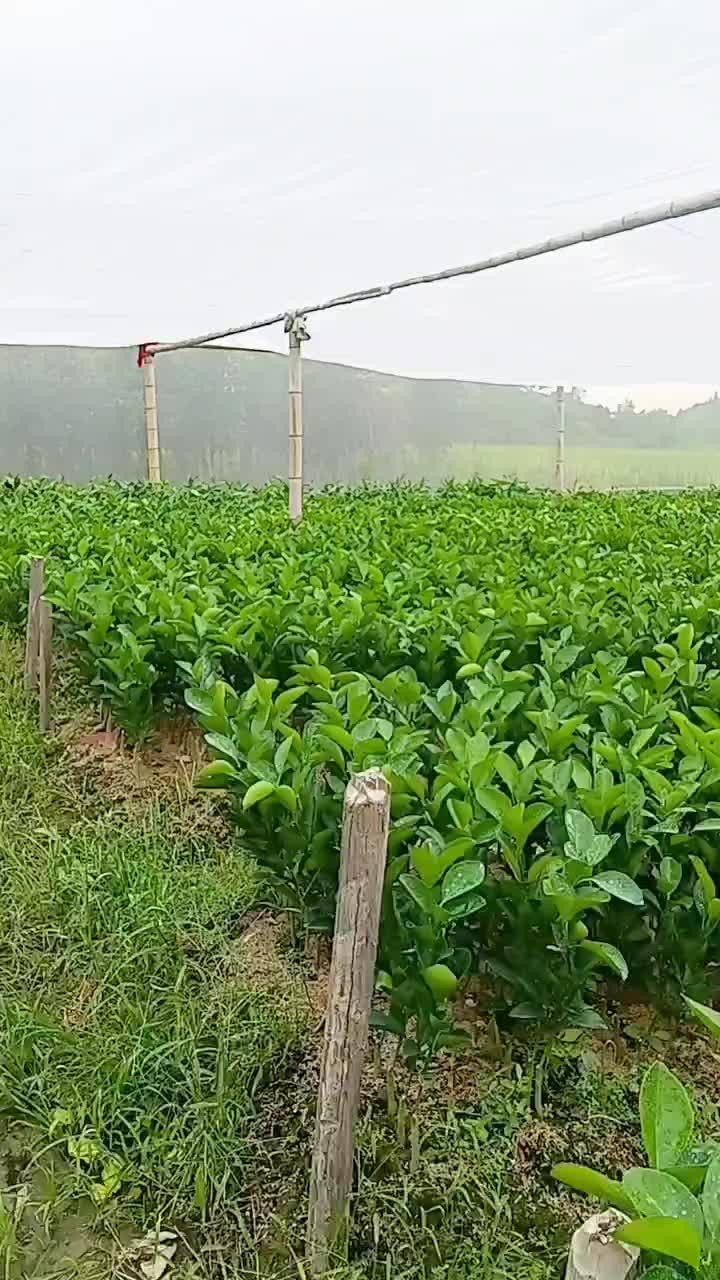 正宗赣南脐橙苗，纽荷尔，积壳播种到出苗全程网棚培育