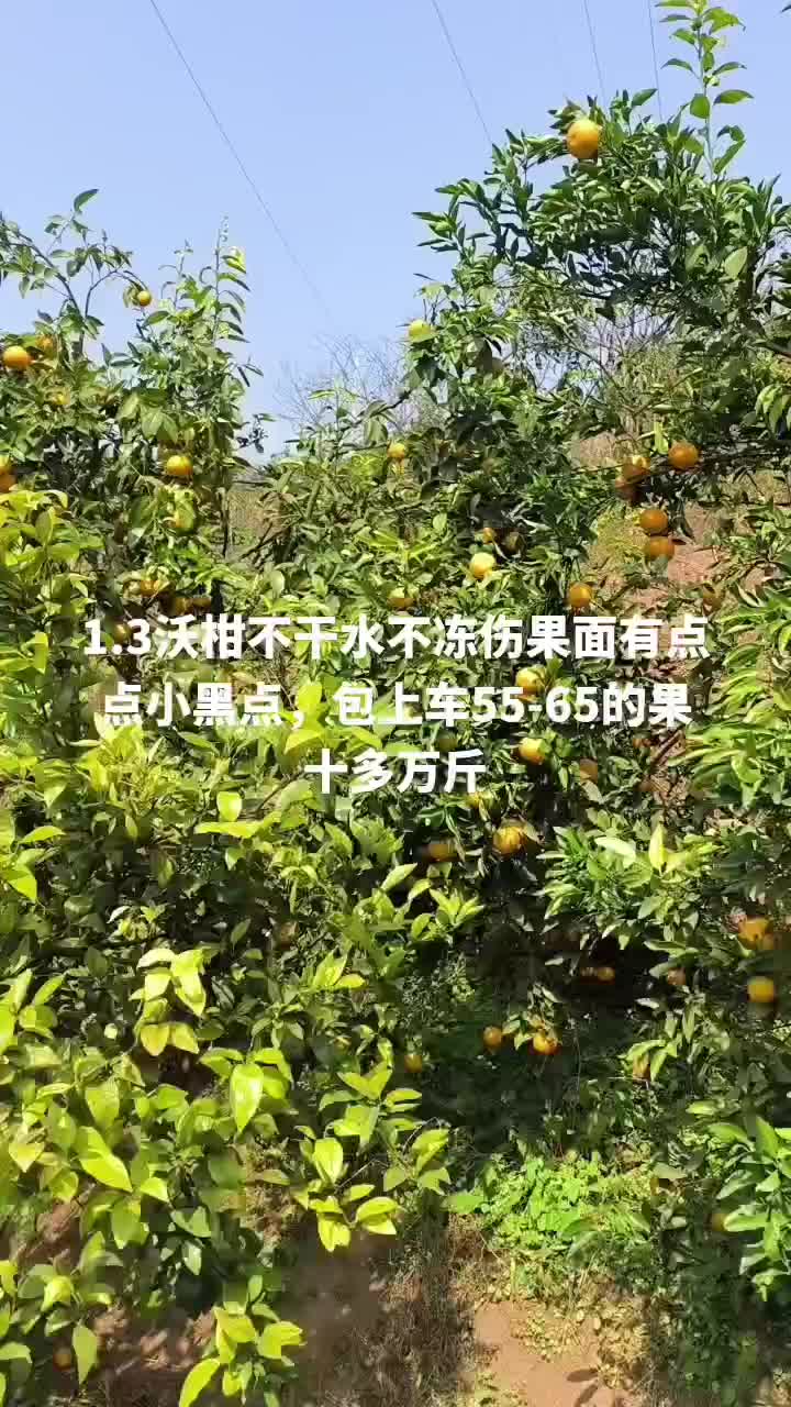 沃柑几十万斤