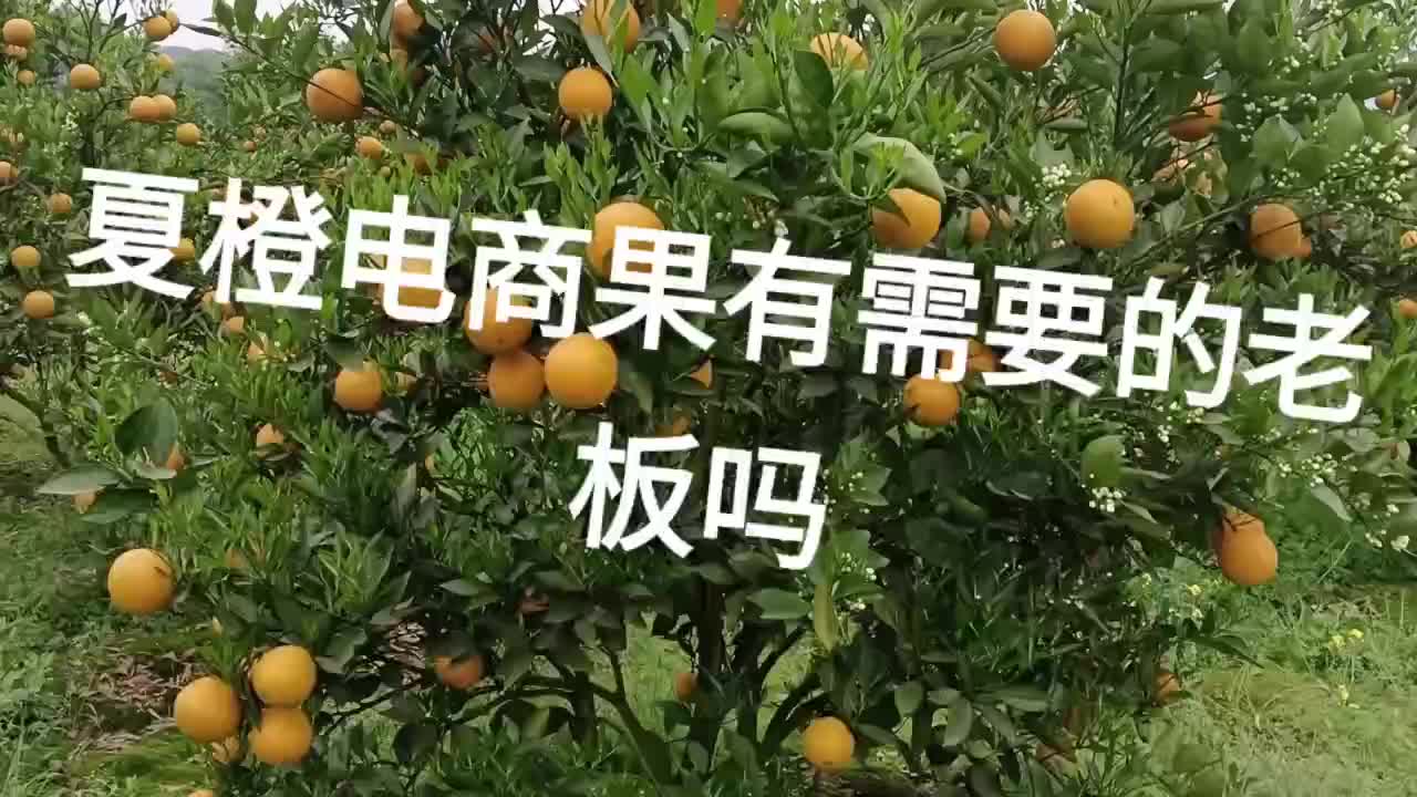 大量现货夏橙电商果，有需要的老板一下咯