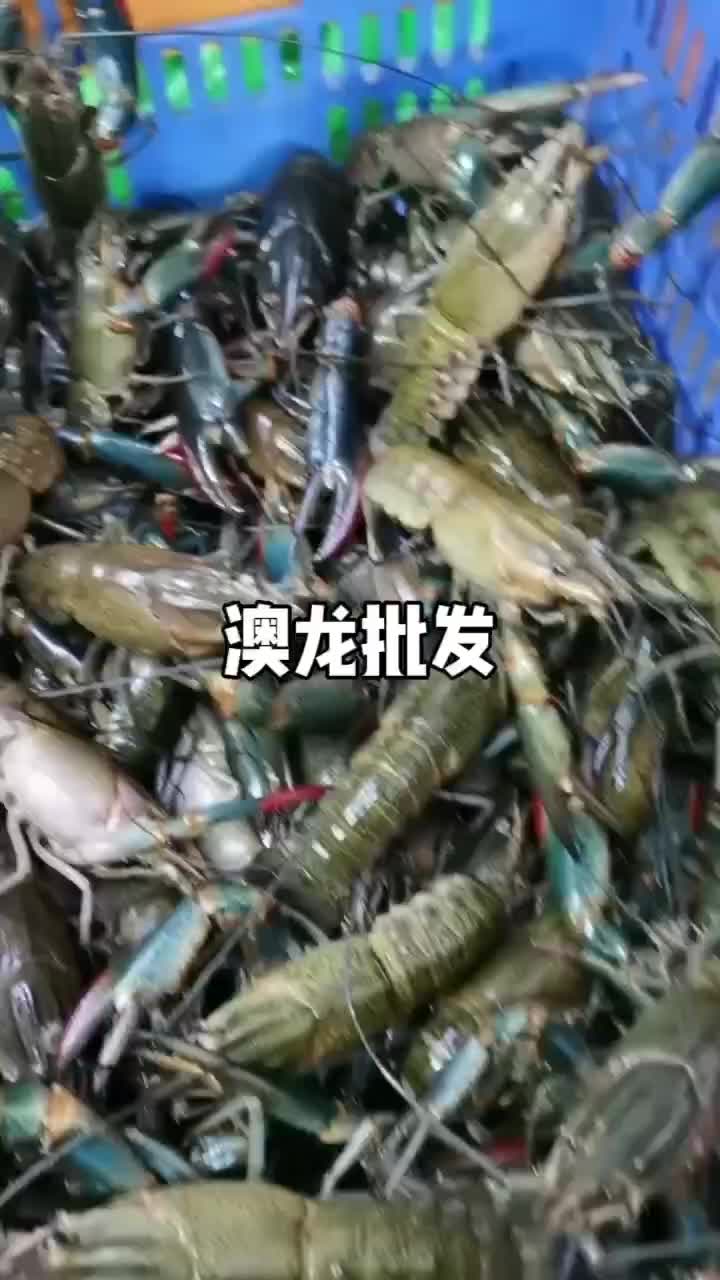 澳龙批发零售