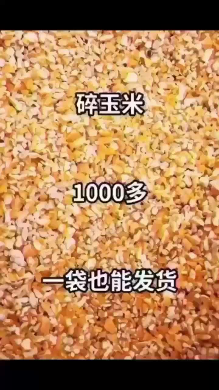 大量出售养殖碎玉米