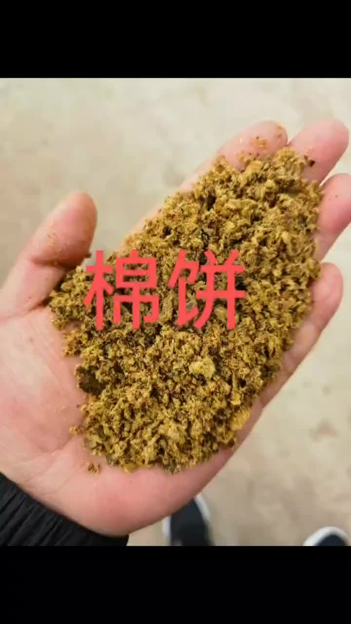 棉籽饼