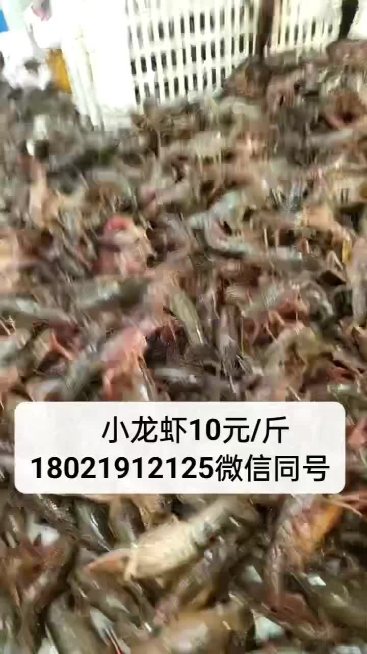 小龙虾产地供应，小龙虾