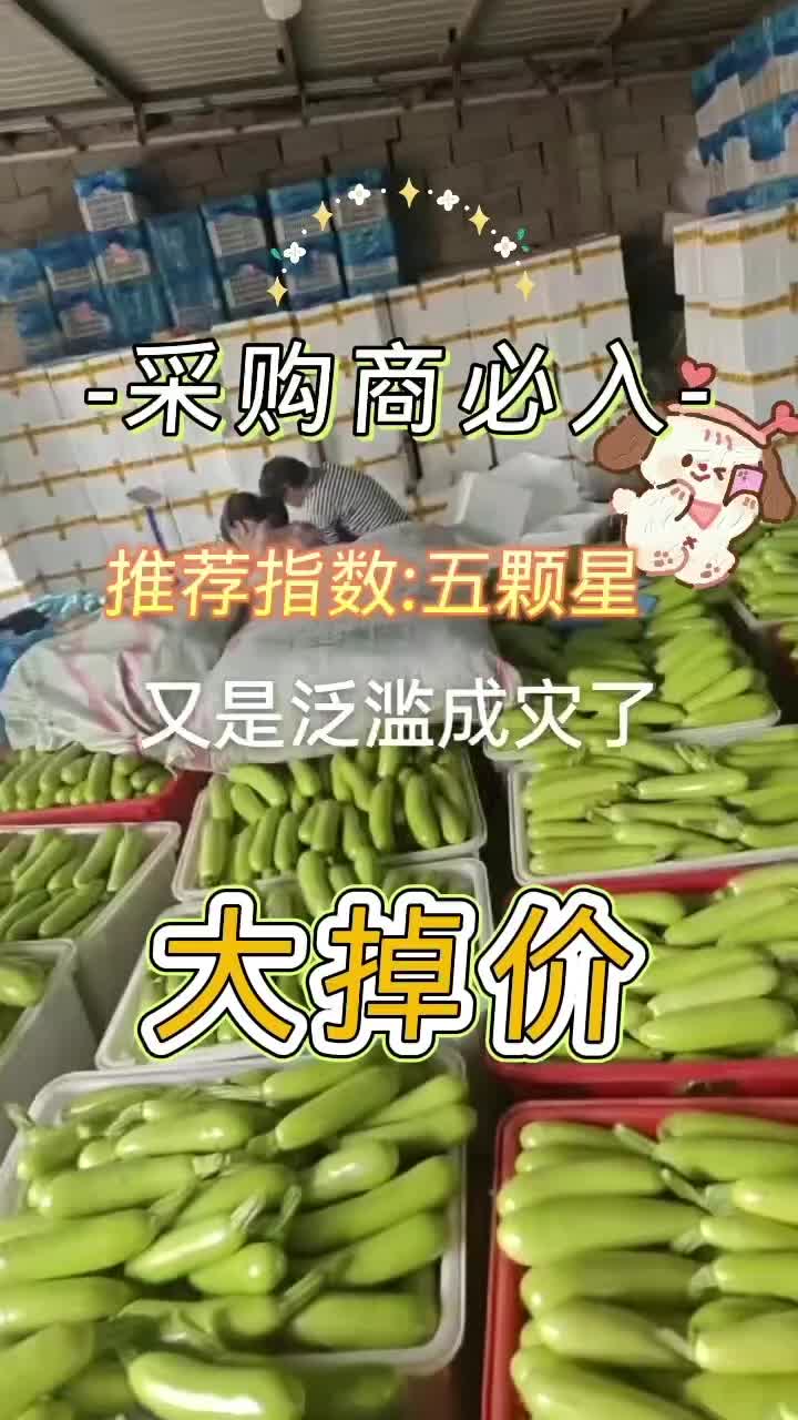 【山东绿皮西葫芦】这价格，降的有点猛。毛毛钱，拿回去就赚