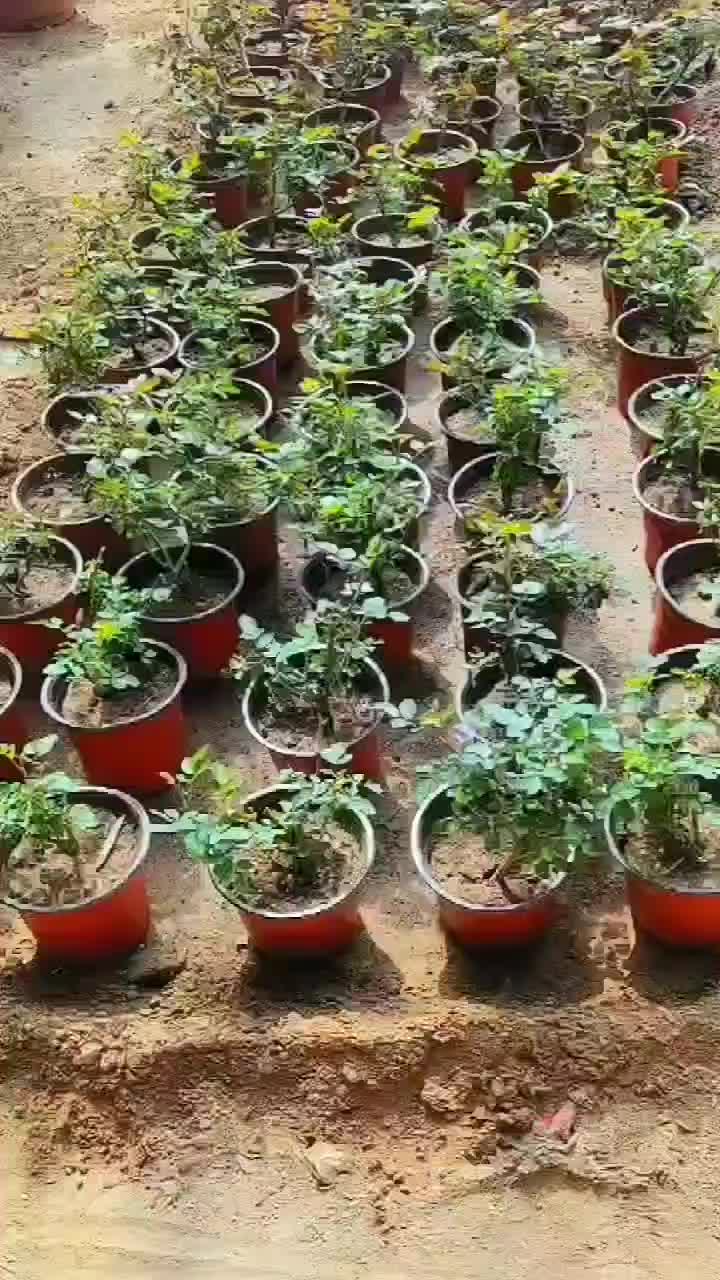 玫瑰花四季玫瑰花茶花月季花欧月月季蜜汁阳台各种花卉15万