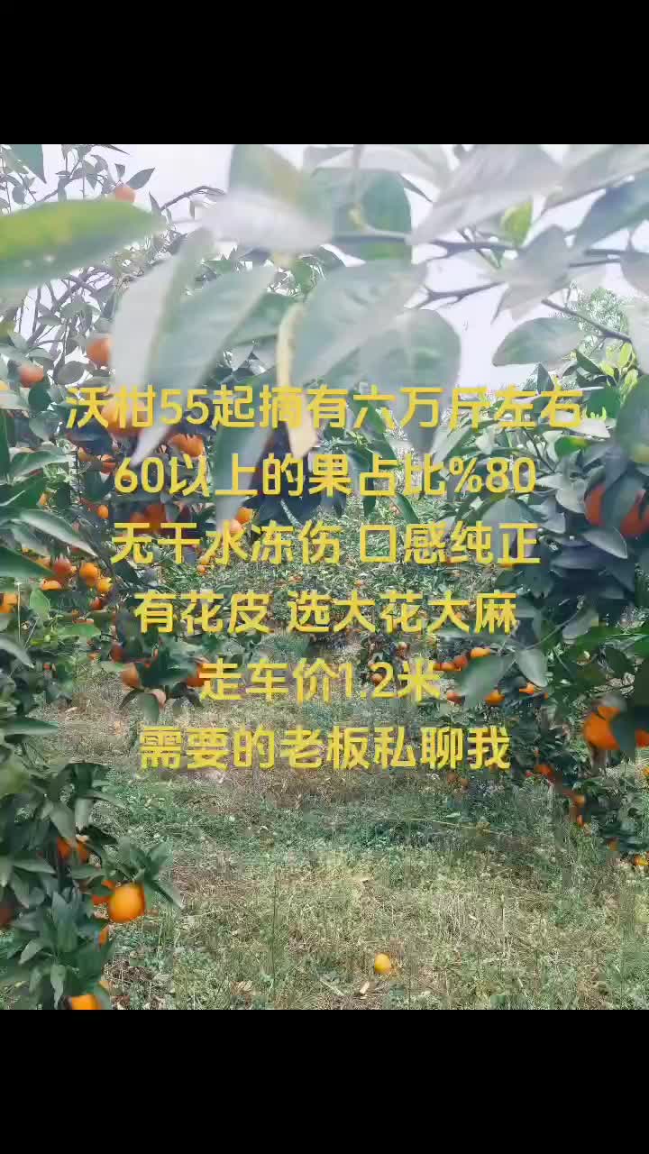 沃柑