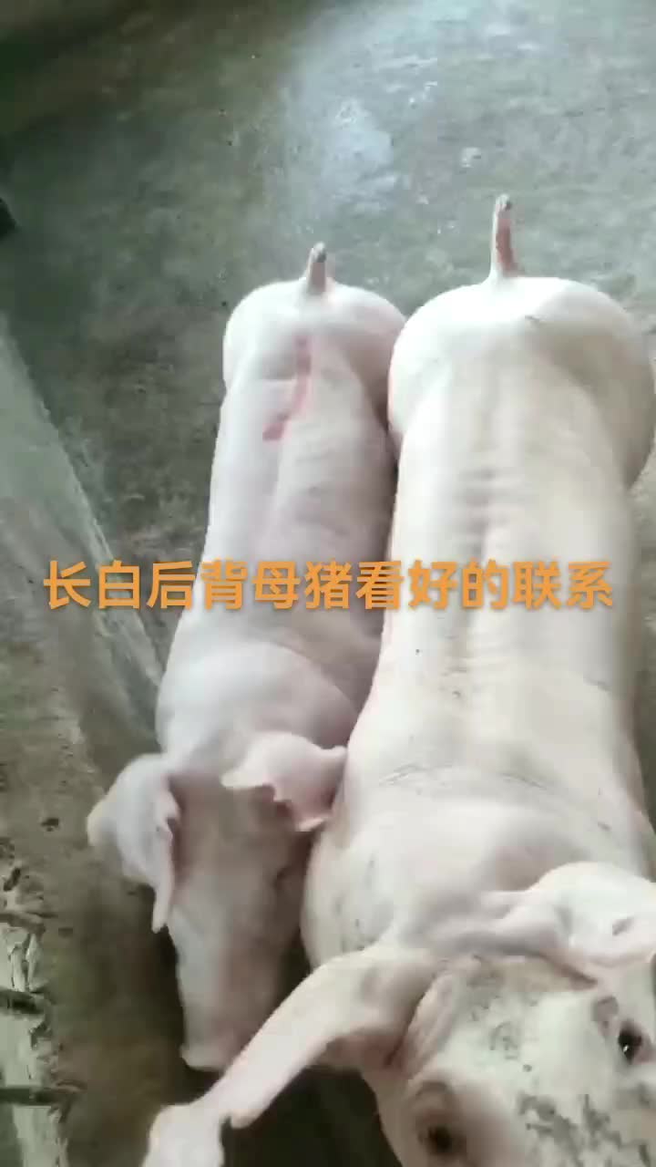 长白后背母猪高产母猪