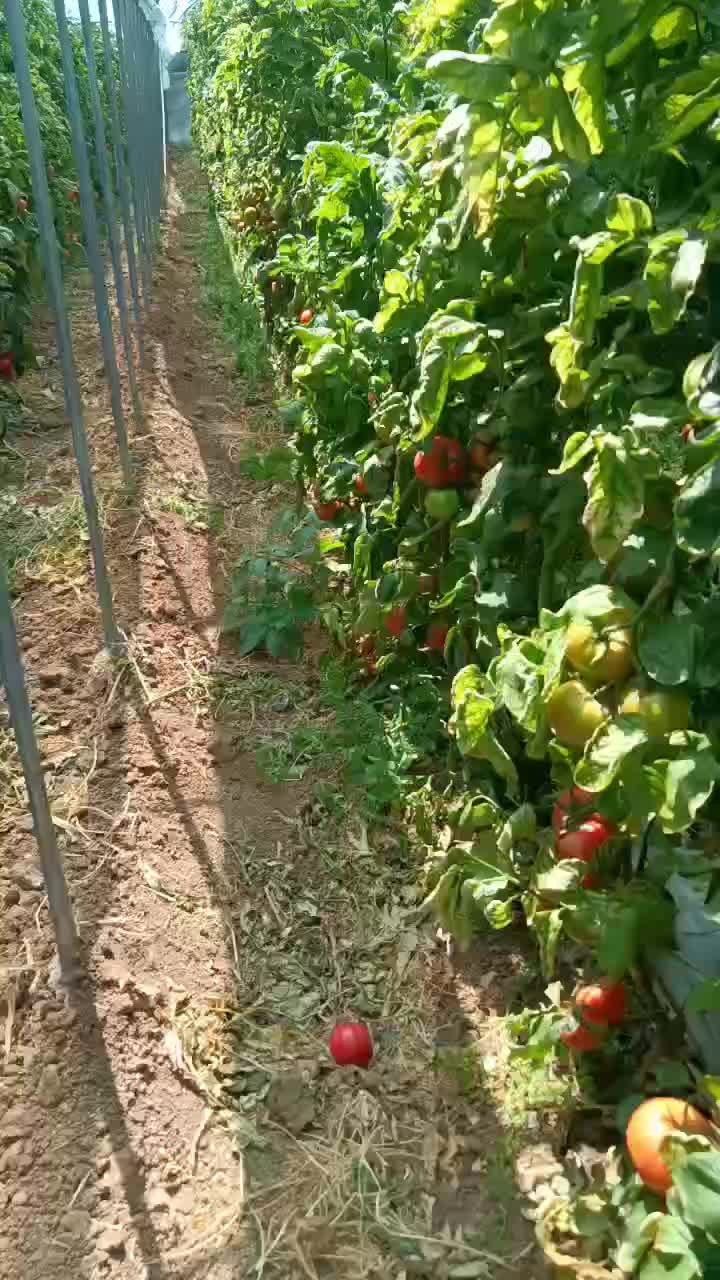 大红果番茄