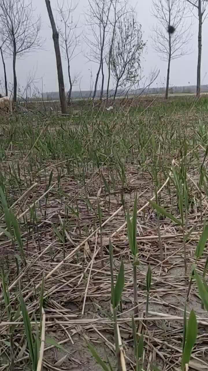 巨型高粱牧草