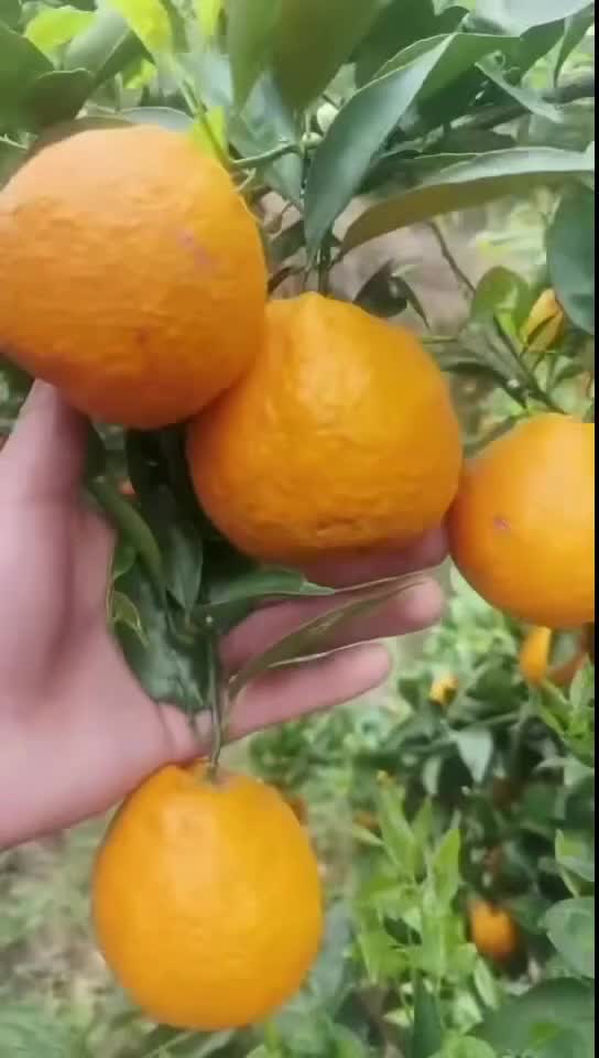 黄果柑