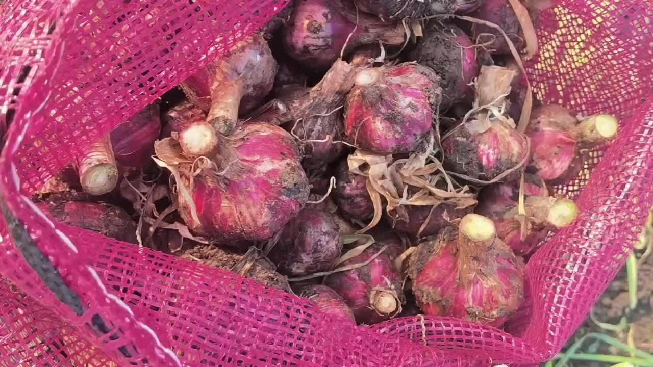 紫皮白蒜