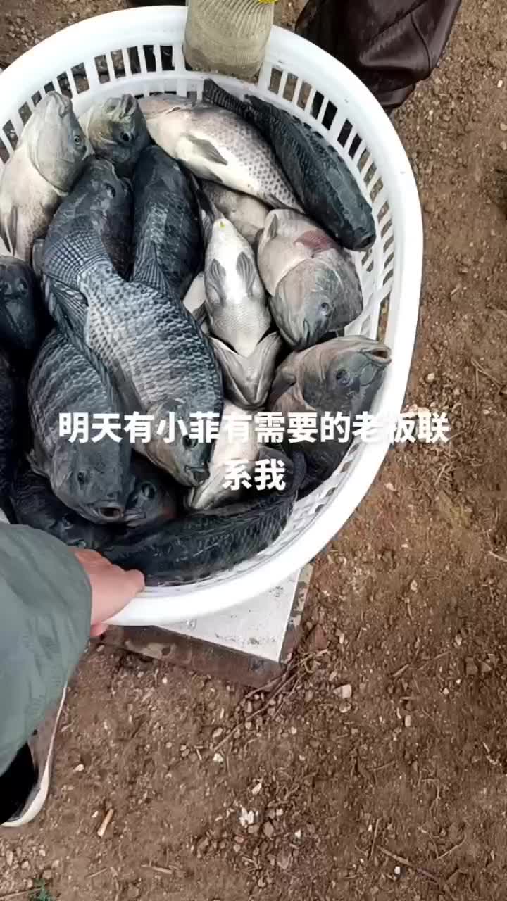 罗非